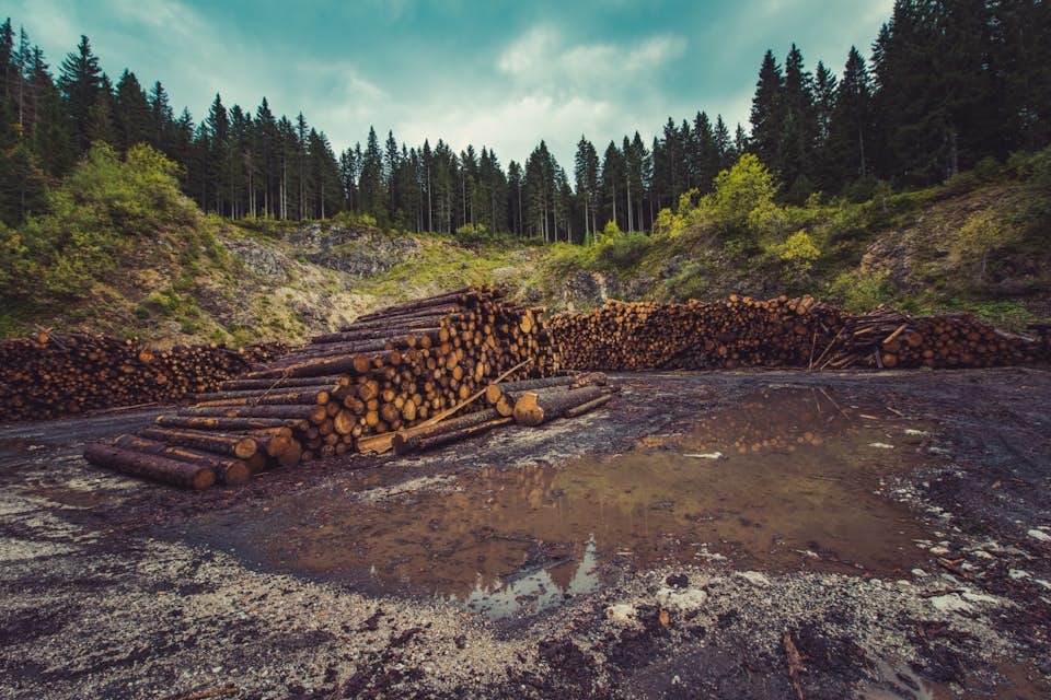 A pile of logs in a forest clearing following helicopter logging efforts.